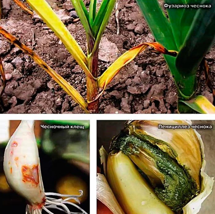 Boli și dăunători de usturoi de primăvară