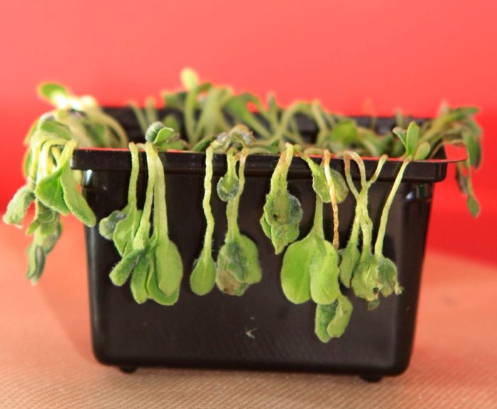 Watercress pests and diseases