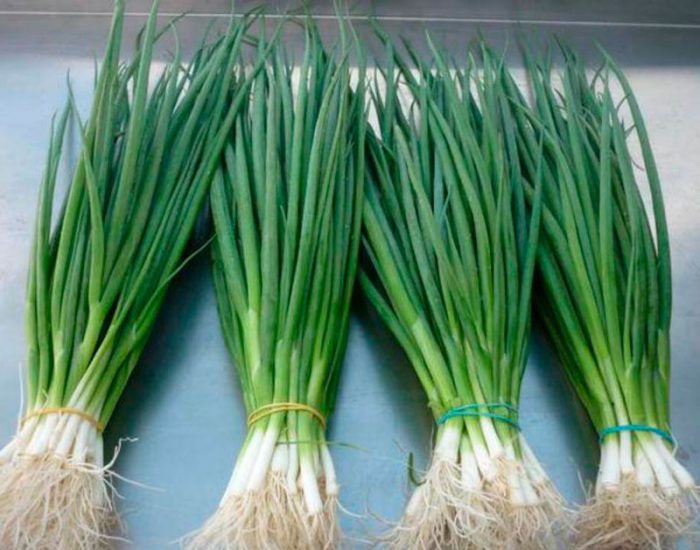 Onion varieties per feather (greens)
