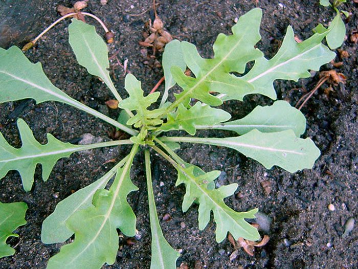 Pests and diseases of arugula