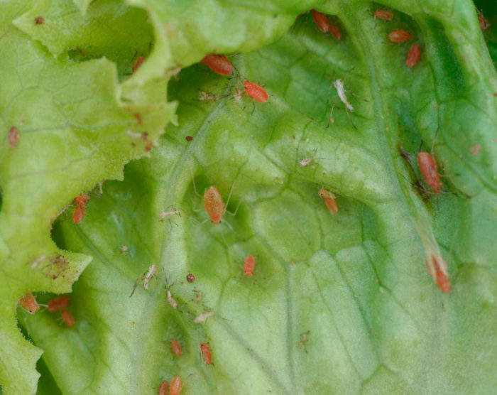 Stem salad aphid
