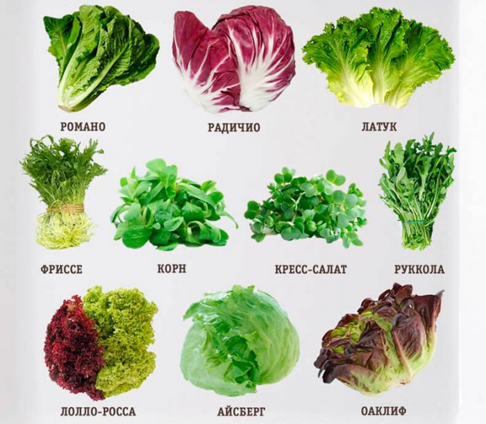 Types and varieties of salad