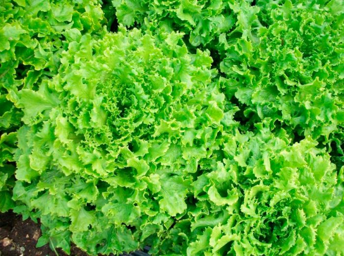 Half-cabbage salad