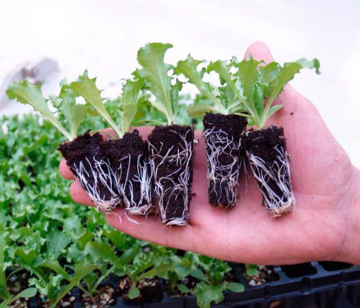 Sowing lettuce for seedlings