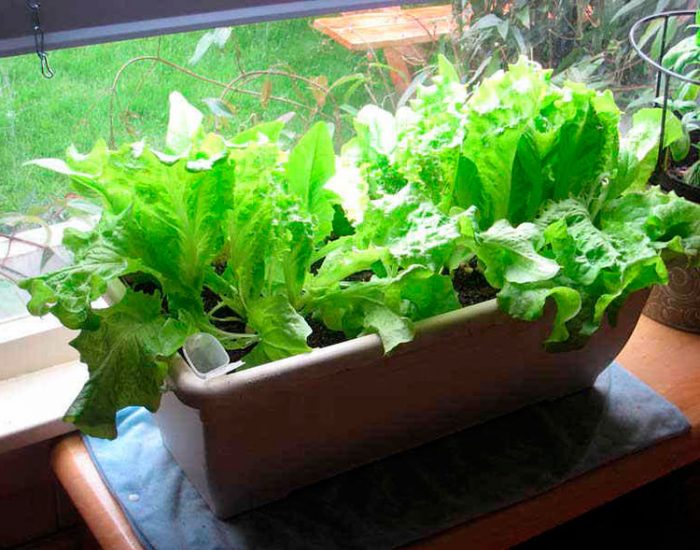 Növekvő saláta egy ablakpárkányon