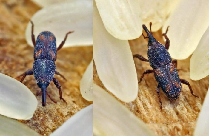 How to get rid of a weevil in the house