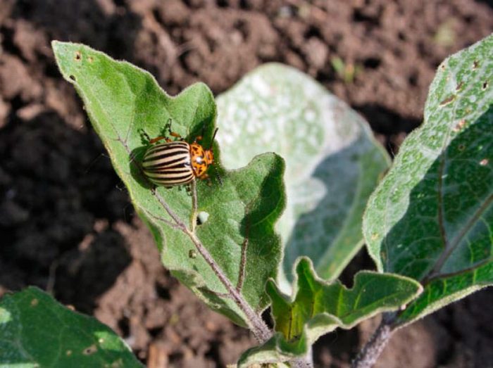 Colorado potato beetle on eggplant