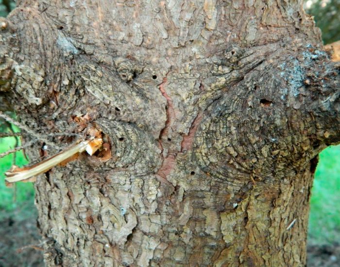 tree affected by bark beetle