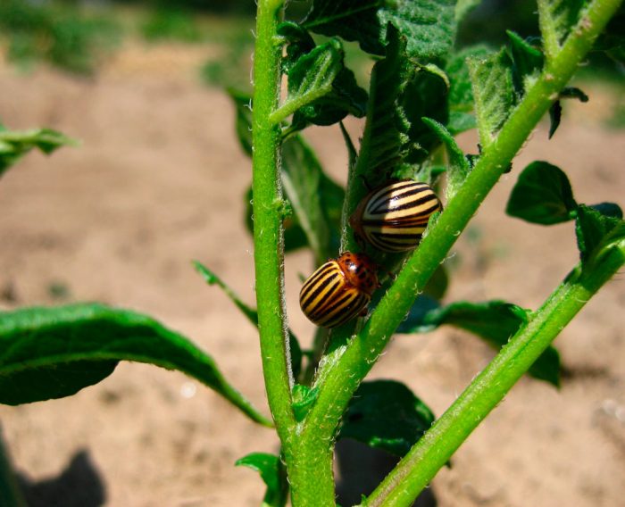 Ways to deal with the Colorado potato beetle