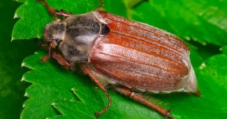 May beetle (Khrushch)