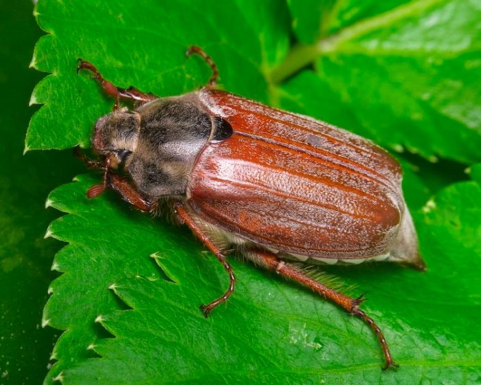 May beetle (Khrushch)