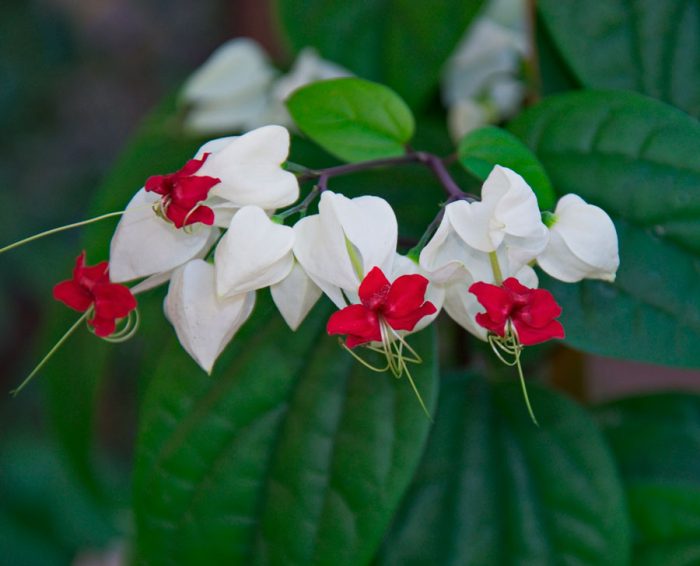 Thomson Clerodendrum