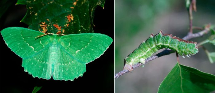 Big green moth