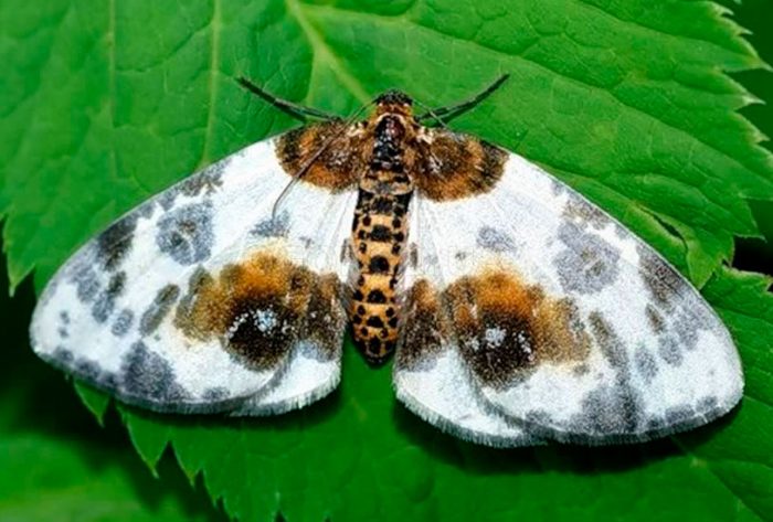 Mulberry moth