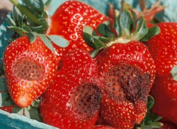 Strawberry anthracnose (wild strawberry)