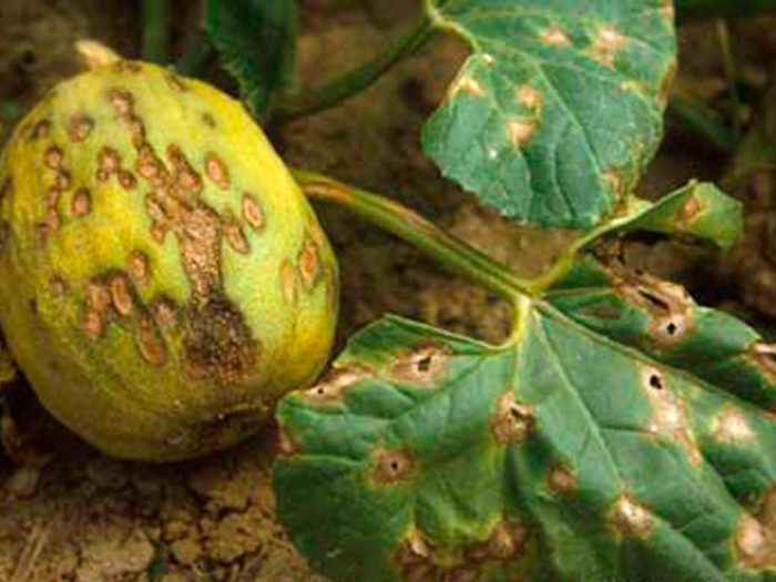 Watermelon and melon anthracnose