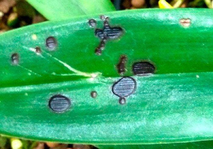 Anthracnose on an orchid