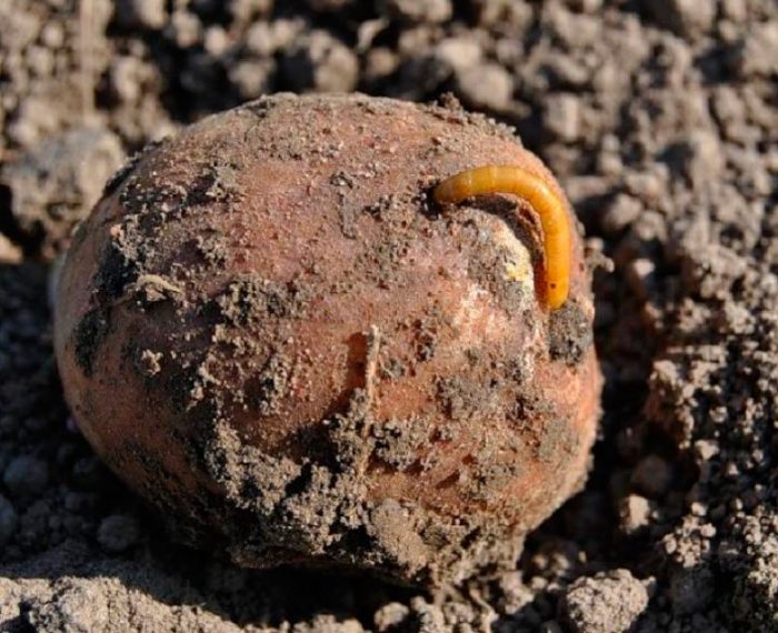 Wireworm in potatoes