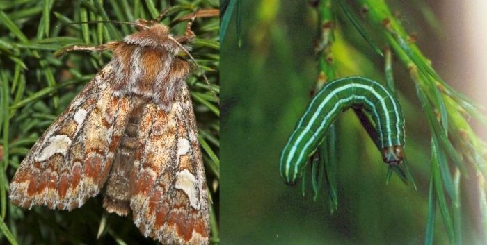 Pine moths