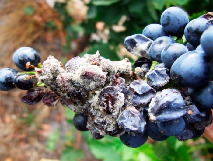 White rot of grapes