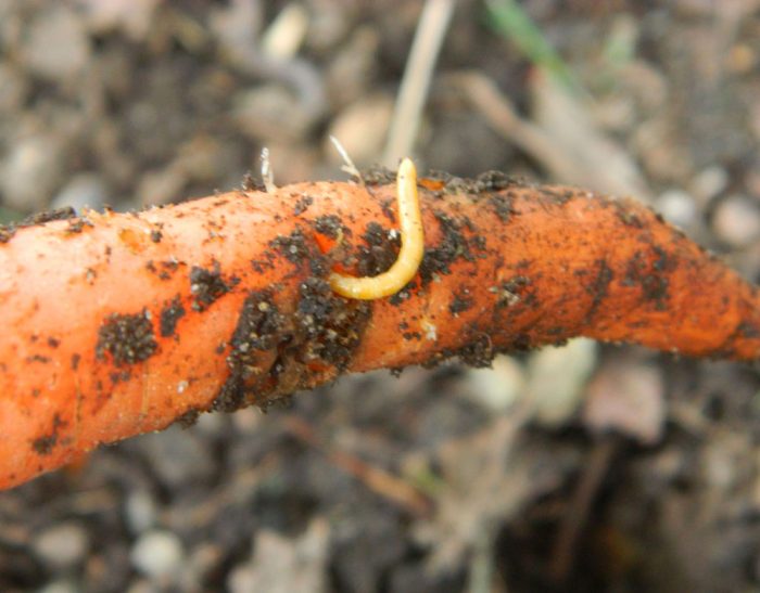 Vierme de sârmă în morcovi