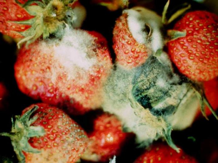 Vit råtta på jordgubbar
