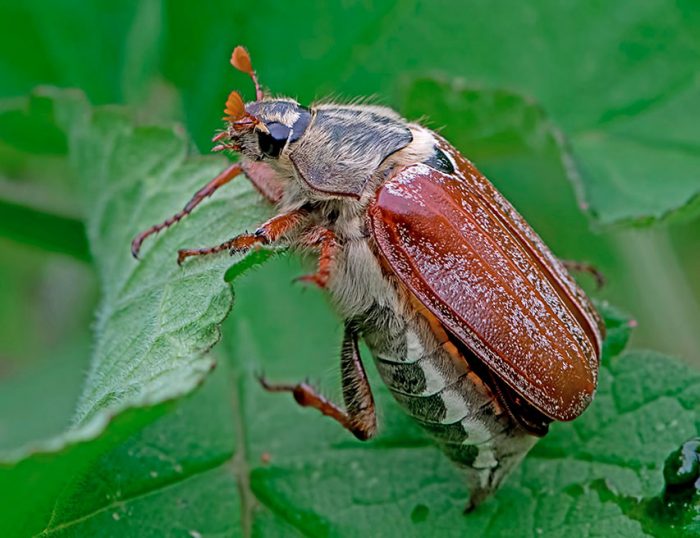 Fighting the beetle (beetle)