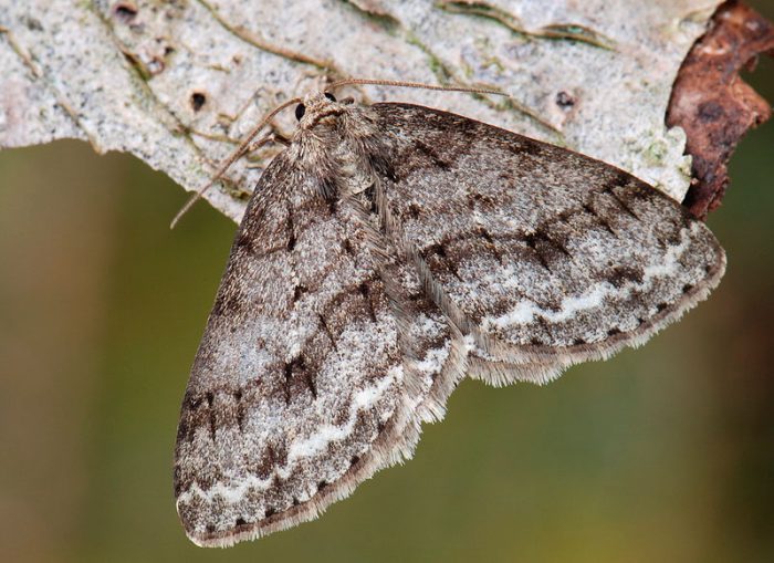 Fir moth