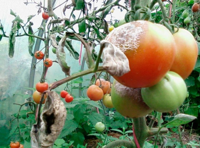White rot on tomatoes