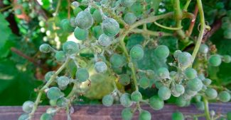 Oidium on grapes