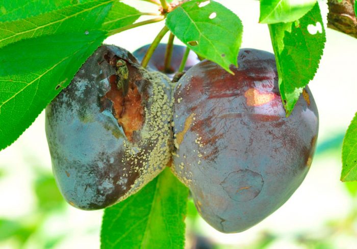 Gray rot on the plum