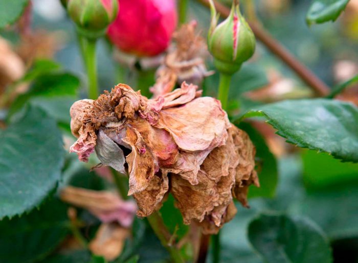 Gray rot on roses