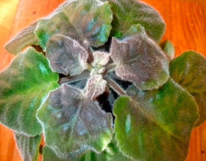 Gray rot on violets