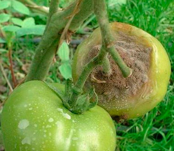 Gray rot of tomatoes