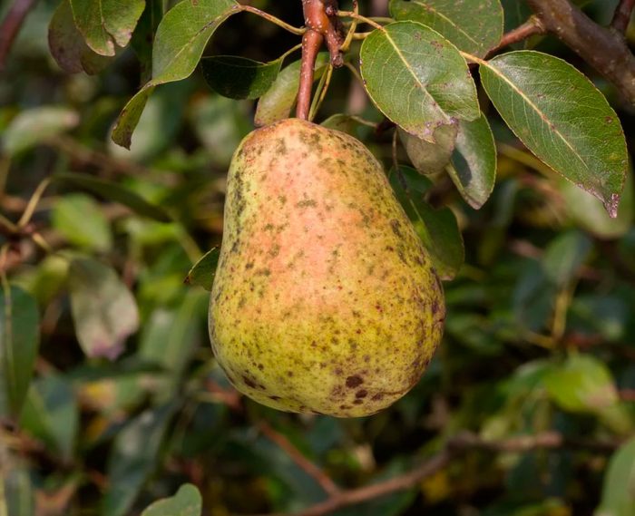 Scab on a pear