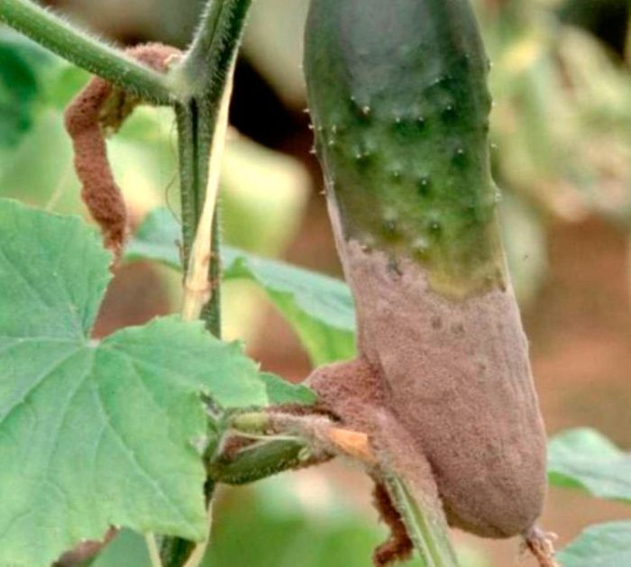 Gray rot on cucumbers
