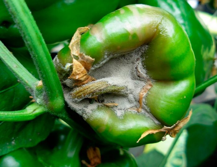 Gray rot on peppers