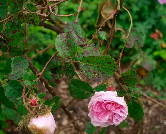 Falscher Mehltau auf Rosen