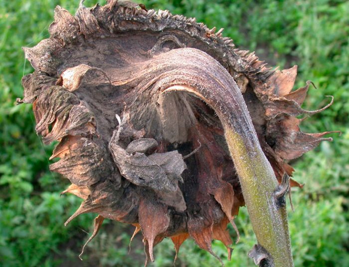 Gray rot on sunflower