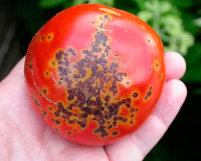 Svart fläck av tomater