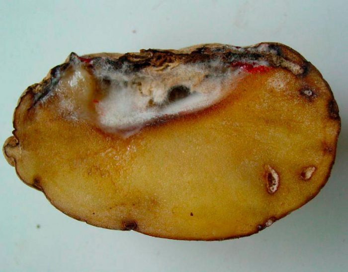 Fusarium potato