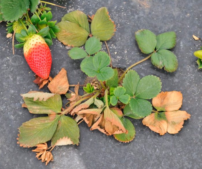 Fusarium strawberry