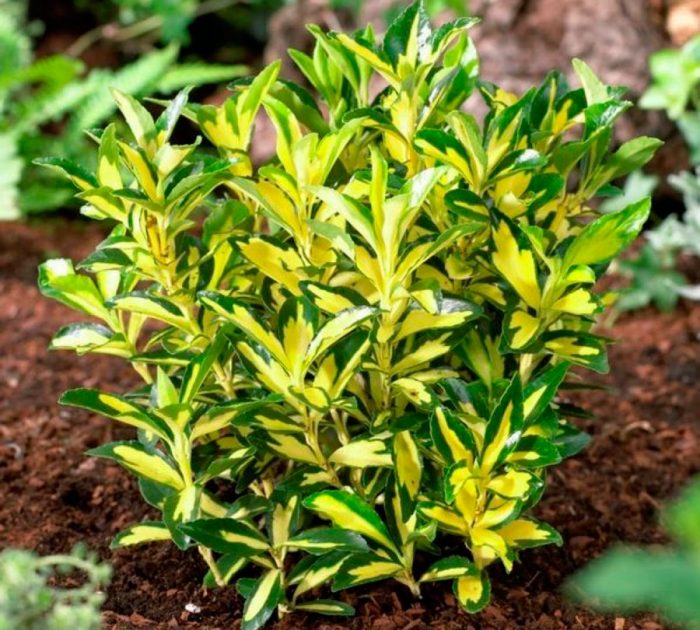 Planting euonymus in open ground