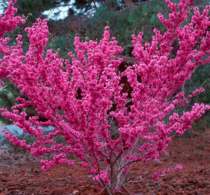 Cercis Chinese