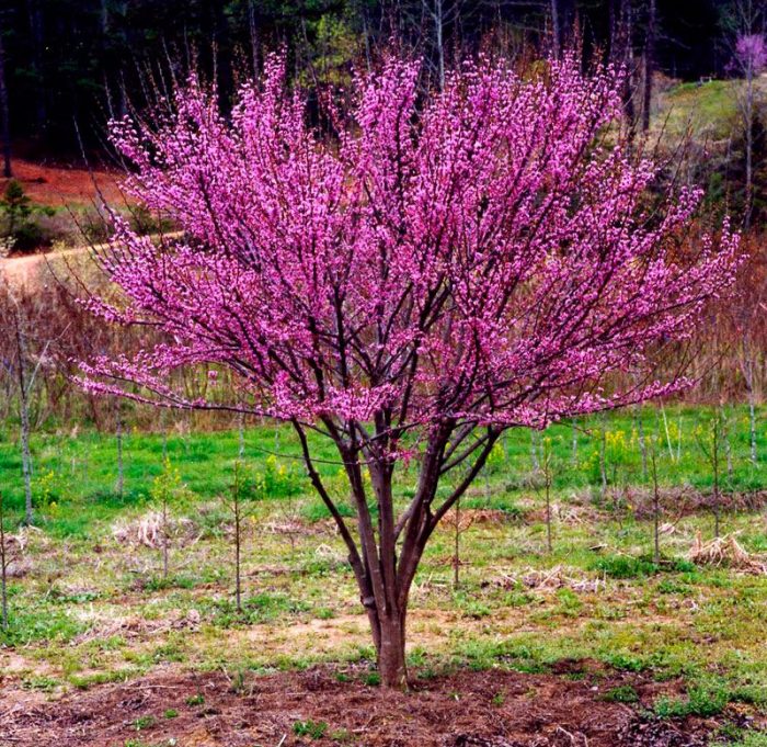 Caring for cercis