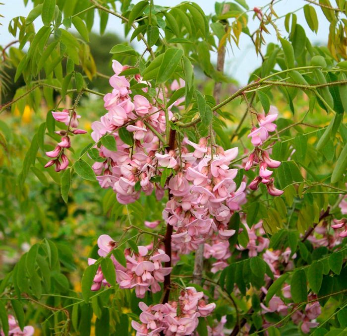Robinia bristly haired