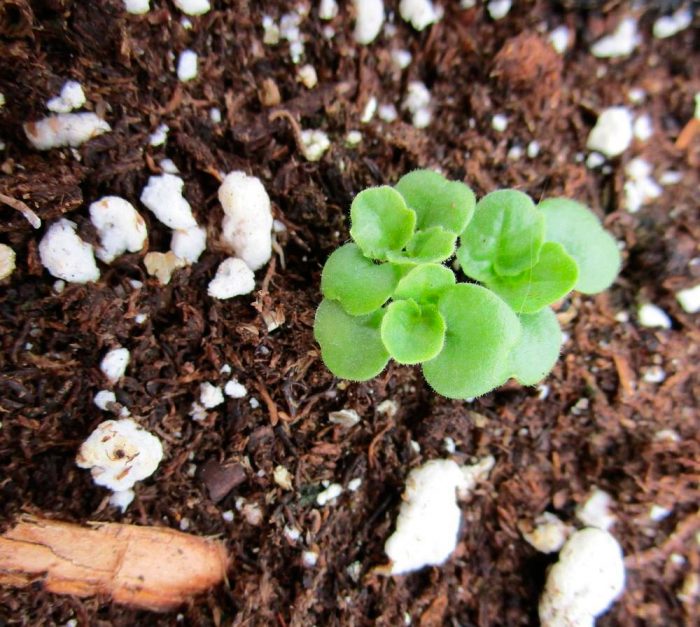 Creșterea din semințe