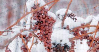Védett szőlő a télhez