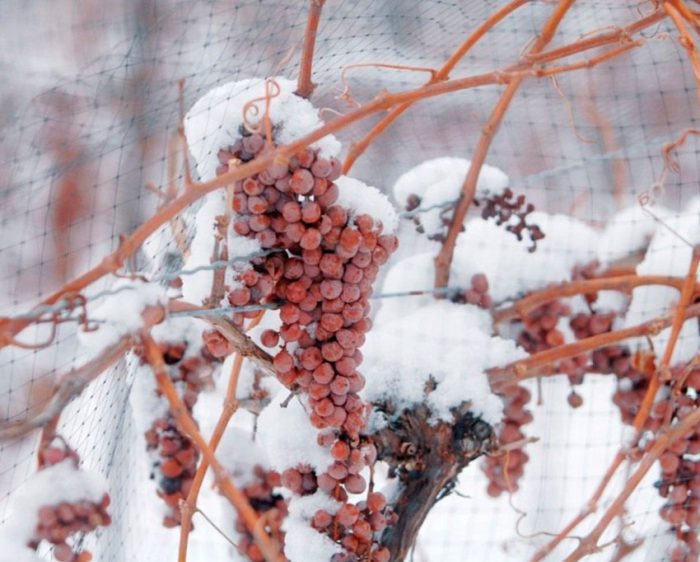 Védett szőlő a télhez