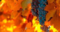Grapes in autumn